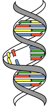 DNA strands with a mutation